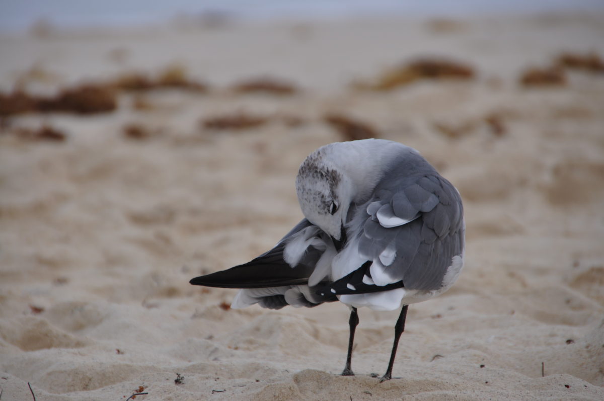 Seagull at Cancun