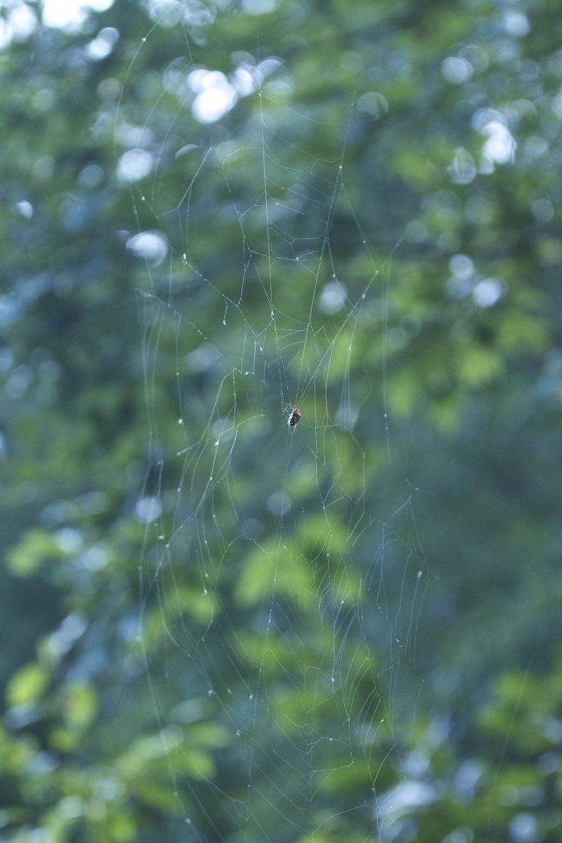 Spider's web at Lake Moomaw