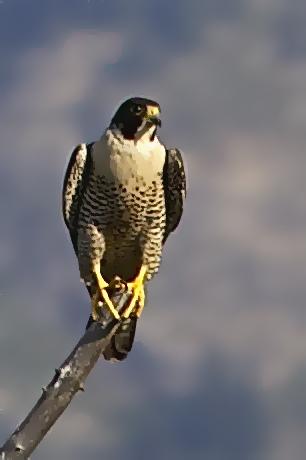 Falcon at Yellowstone